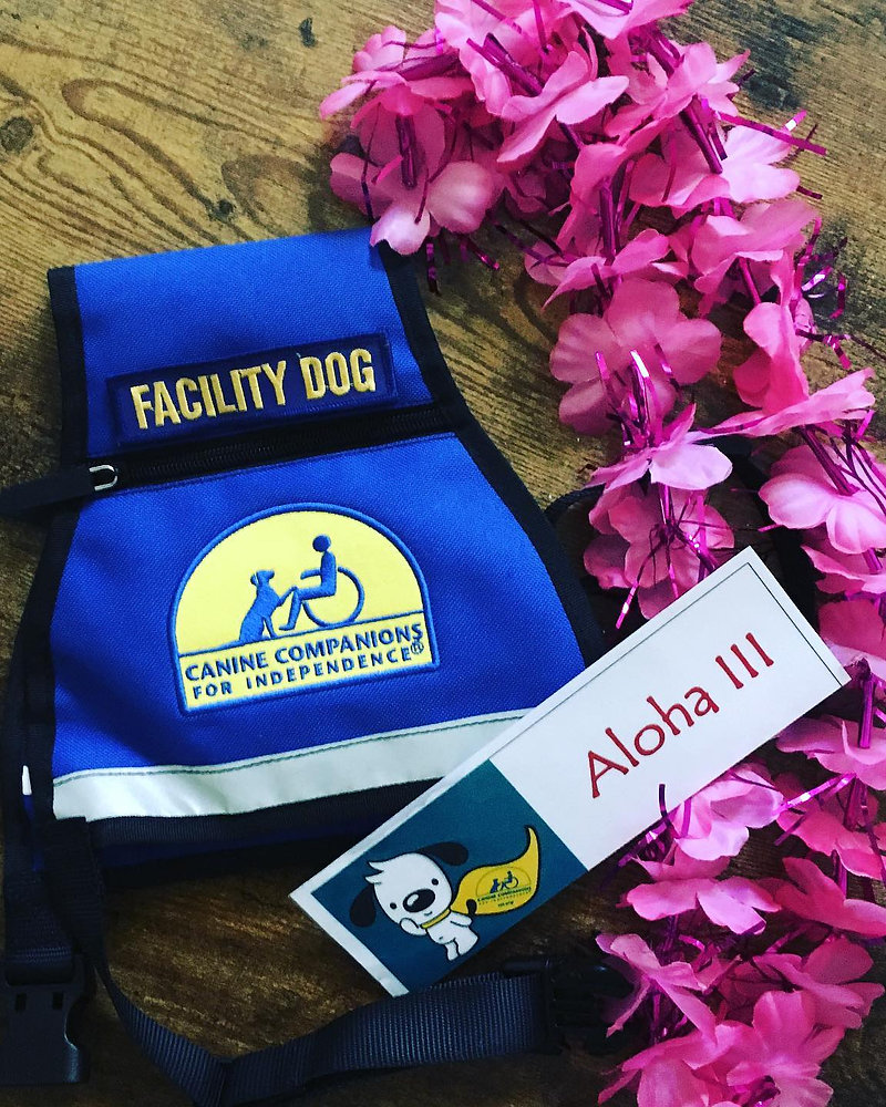 Aloha in a Canine Companions vest